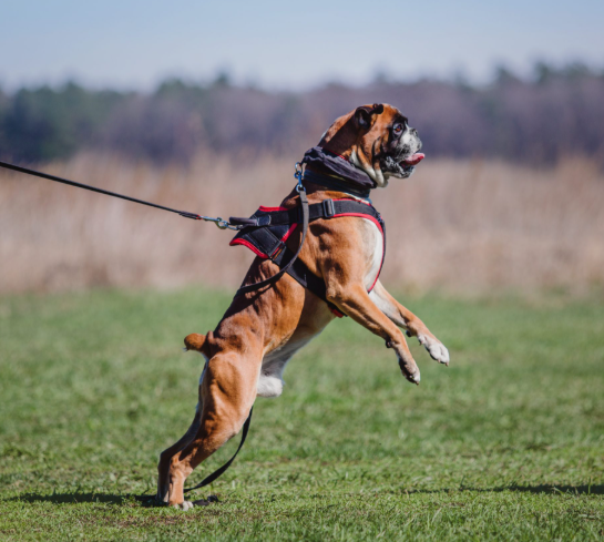leash aggression