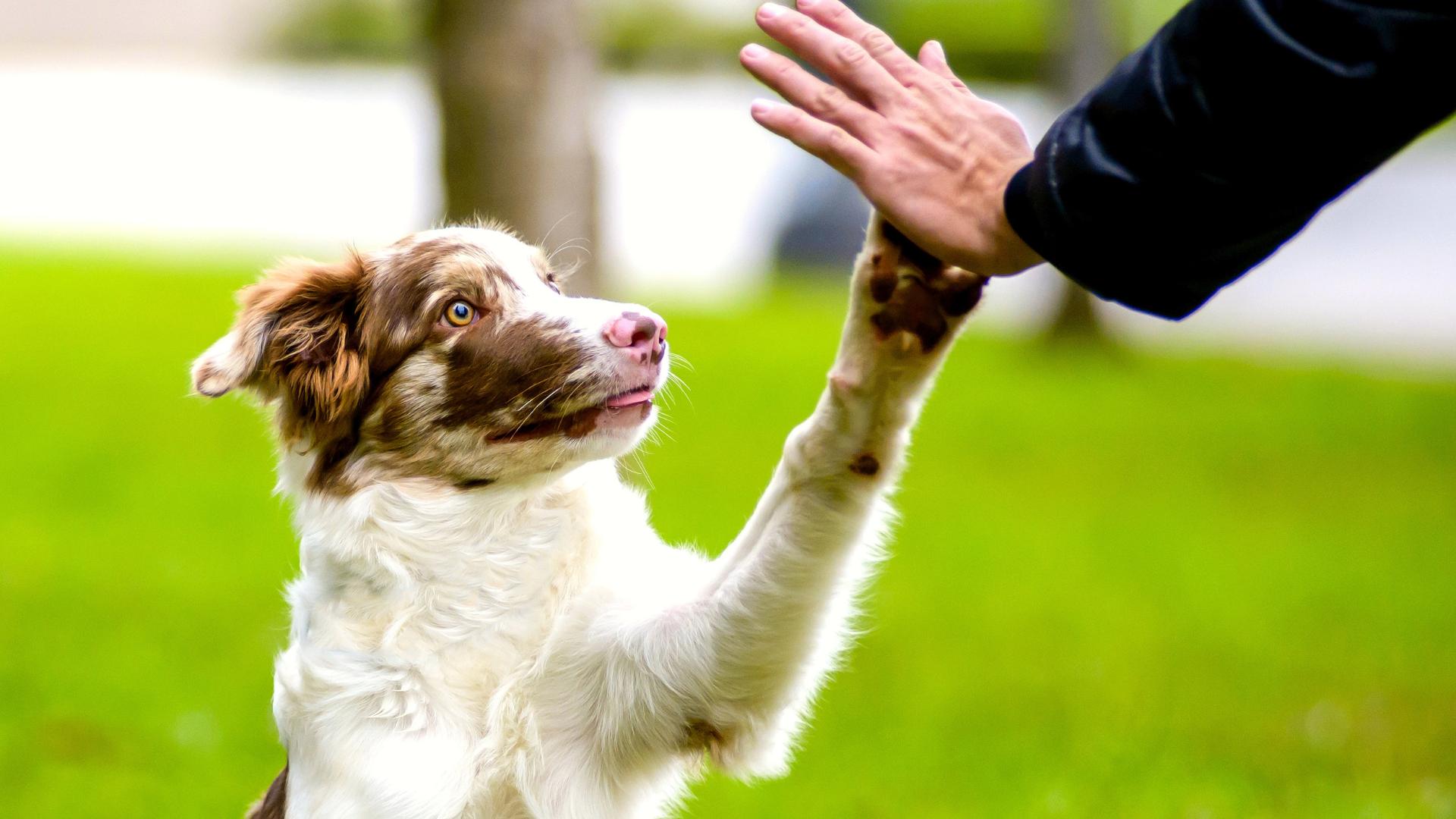 best puppy trainer in cape town