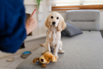 common mistakes new puppy