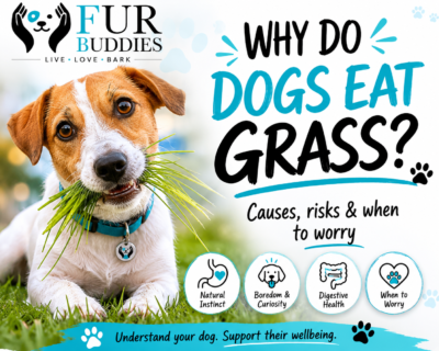 Dog eating grass
