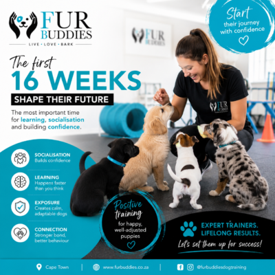 the first 16 weeks of your puppys life furbuddies