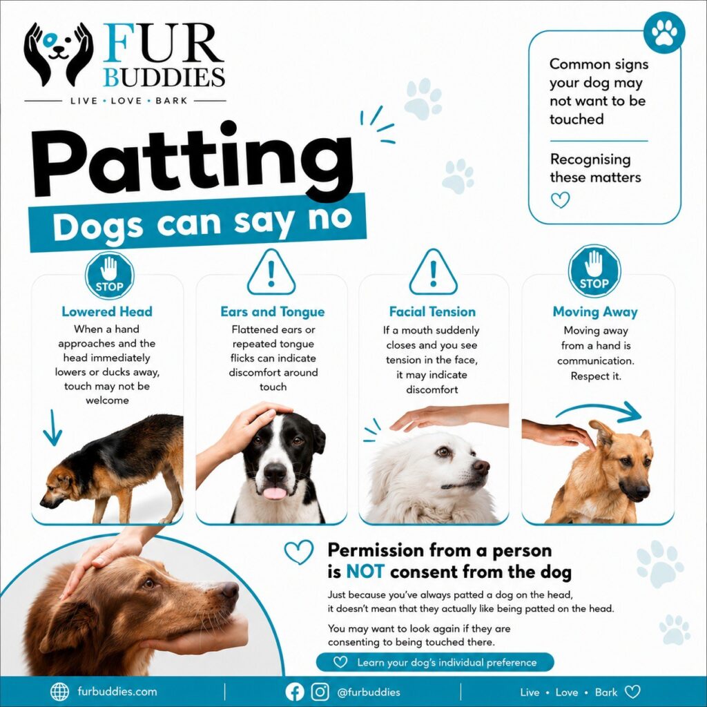 dog language in response to being patted