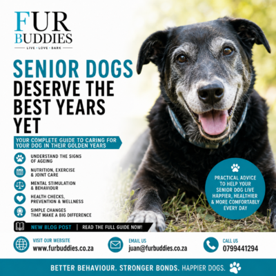 caring for senior dogs