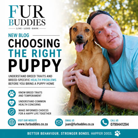 things to take into account when choosing the right puppy
