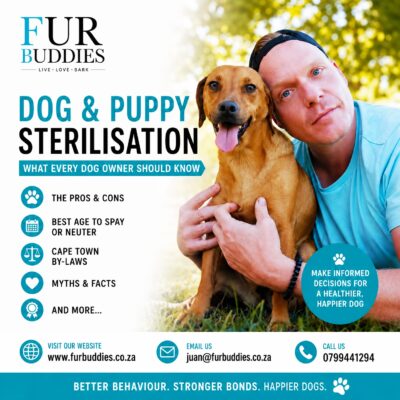 dog puppy sterlisation advice furbuddies