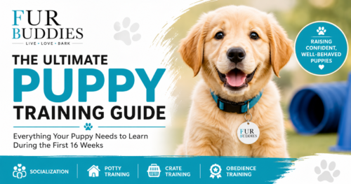 Everything Your Puppy Needs to Learn During the First 16 Weeks