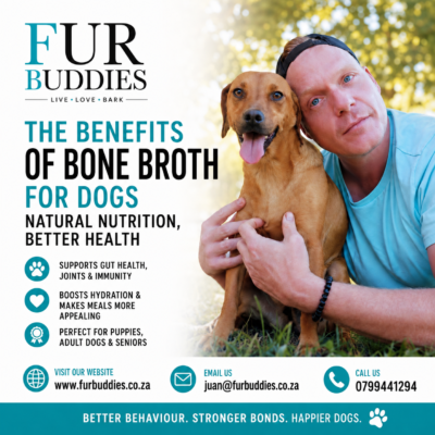 Homemade bone broth for dogs with beef bones and collagen-rich broth.
