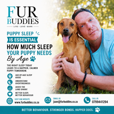 puppy sleep schedule advice furbuddies