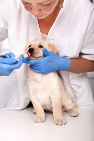 dog deworming advice